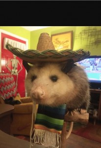 Create meme: possum, opossum, opossums in a sombrero