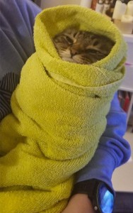 Создать мем: кот, смешные милые котики, кот завернутый в одеяло