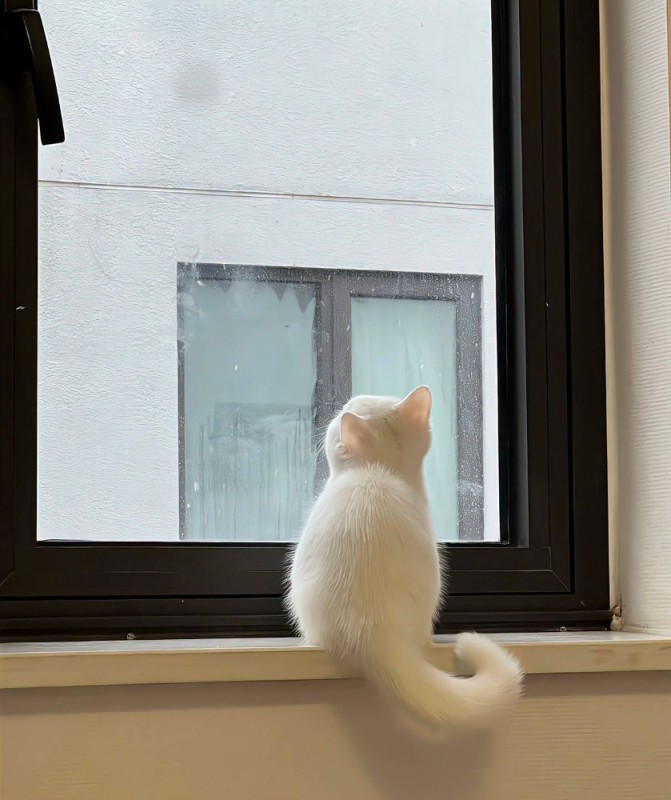 Create meme: kitty , cat , the cat on the window