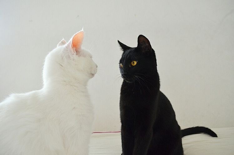 Создать мем: кошка, белая кошка, черный кот