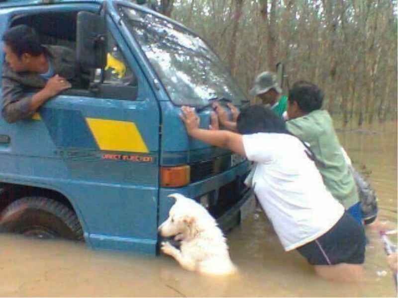 Create meme: the dog pushes the car, the dog helps push the car out, dog funny