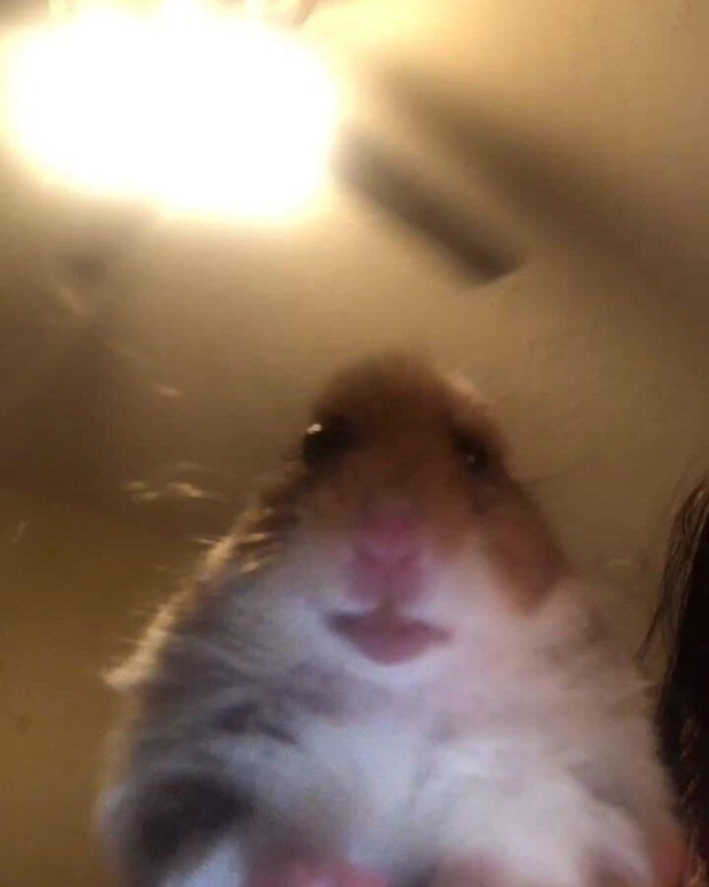 Create meme: hamster selfie, a scared hamster, hamsters meme