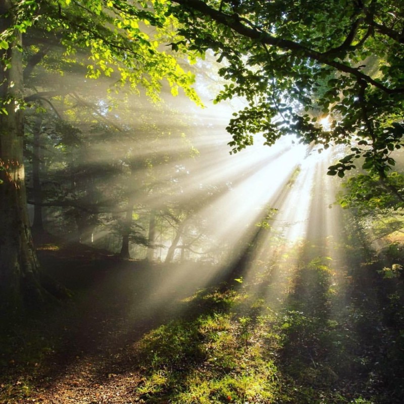 Create meme: the nature of solar, light in the forest, sun in the forest