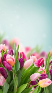 Создать мем: тюльпаны на 8 марта, розовые тюльпаны, цветы тюльпаны