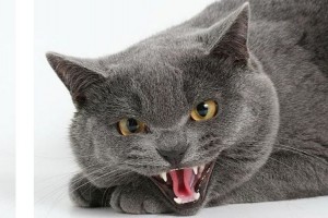 Создать мем: кошки породы шартрез, грустная кошка шартрез, злая британская короткошерстная кошка