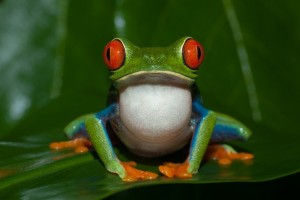 Create meme: cute frog, frog