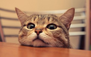 Create meme: funny cat, cat, surprised cat photo