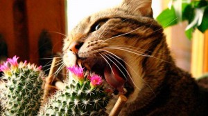 Create meme: joret cactus, cacti, the cactus joke