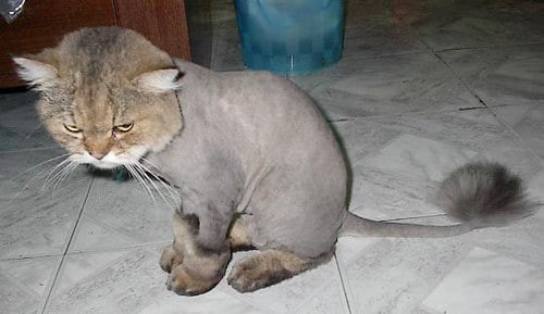 Создать мем: подстриженная кошка, подстриженный кот, стриженный кот