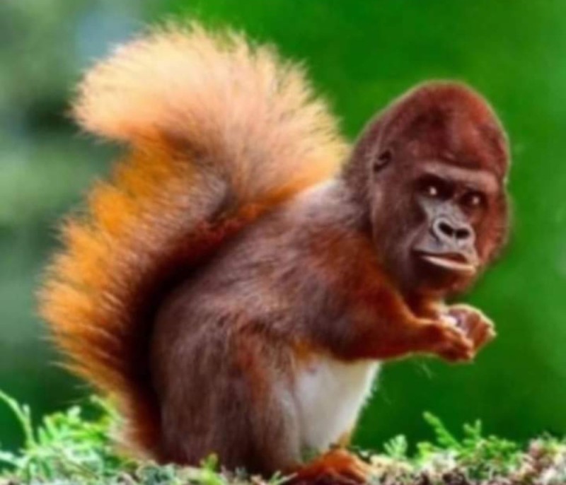 Create meme: orangutan and gorilla, wild animals squirrel and squirrel, red squirrel