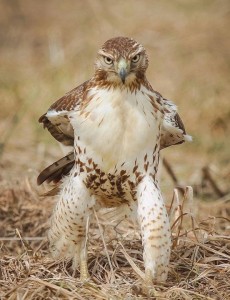 Создать мем: hawk, сокол