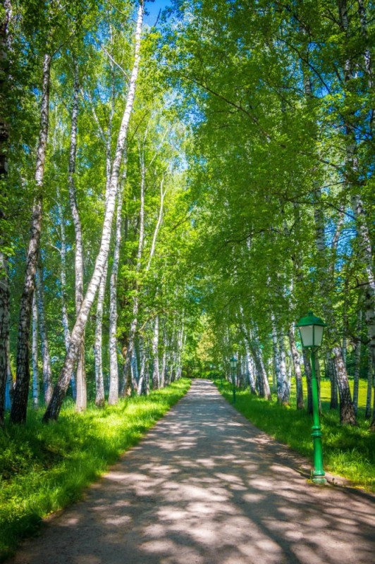 Create meme: birch grove, Birches Park, yasnaya Polyana alley preshpekt
