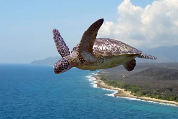 Create meme: sea turtle, flying turtle, the turtle flies away