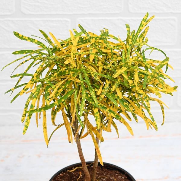 Create meme: codium croton narrow - leaved, codiaeum Croton, croton gold star