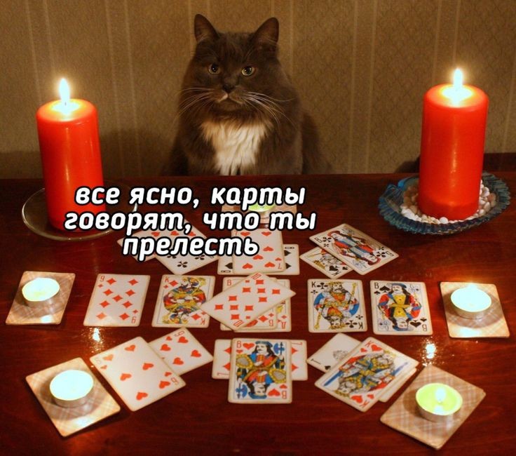 Создать мем: гадания на картах таро, смешная гадалка, кот играет в карты