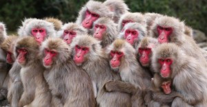 Create meme: Japanese macaque pack, Japanese monkey, pictures of the many monkeys