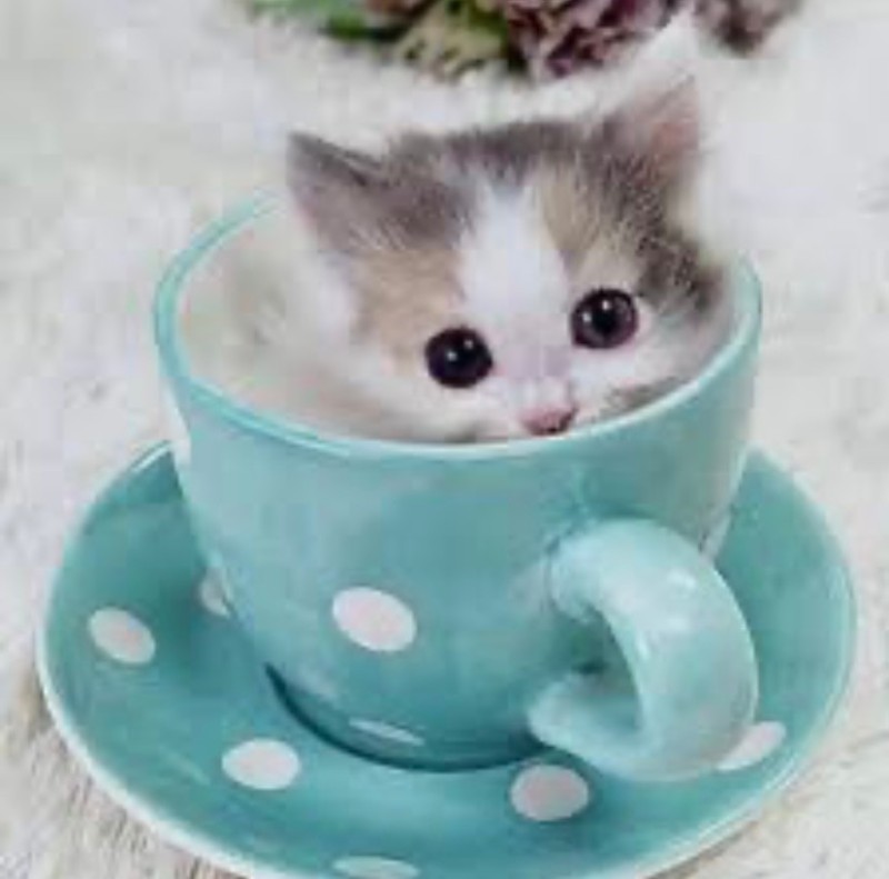 Создать мем: котята милашки, котенок в чашке, cute kitten
