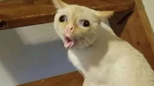 Create meme: cat, the cat from the meme, coughing cat