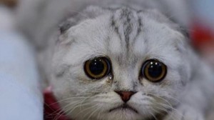 Создать мем: кот с грустными глазами, очень грустный кот, грустный кот