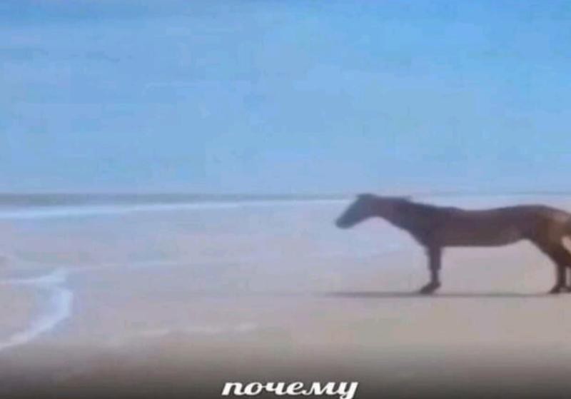Создать мем: лошадь, мем лошадь, лошадь у моря
