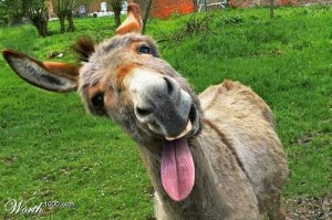 Create meme: the donkey laughs, funny donkey, donkey