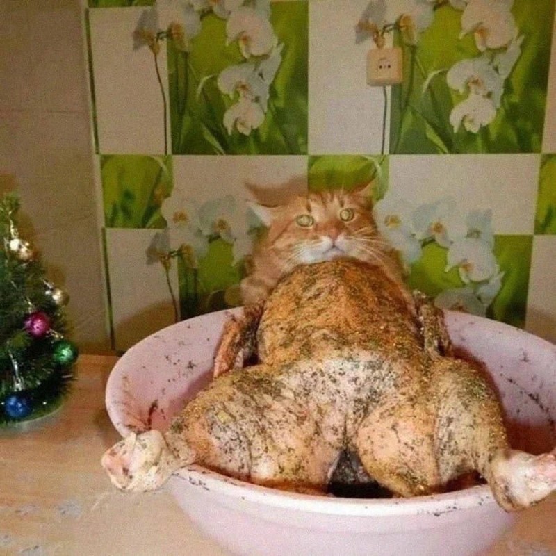 Create meme: cooked cat, fried cat, the cat and the chicken 