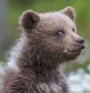 Create meme: bear, bear cub, animals