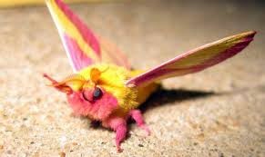 Create meme: rosy maple moth, dryocampa rubicunda