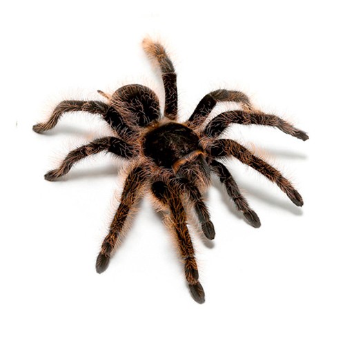 Create meme: spiders, spider tarantula, spider apulian tarantula