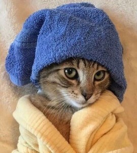 Создать мем: полотенце коты, котенок в шапочке, кошка в шапочке