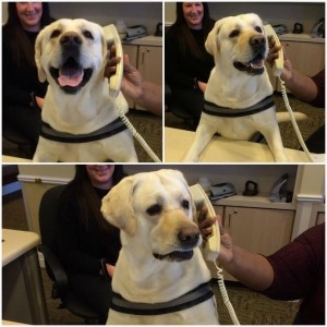 Create meme: donapost, the dog in the office, good boy dog
