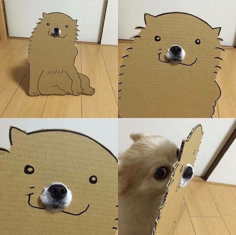 Create meme: cardboard dog, animals cute, cardboard dog
