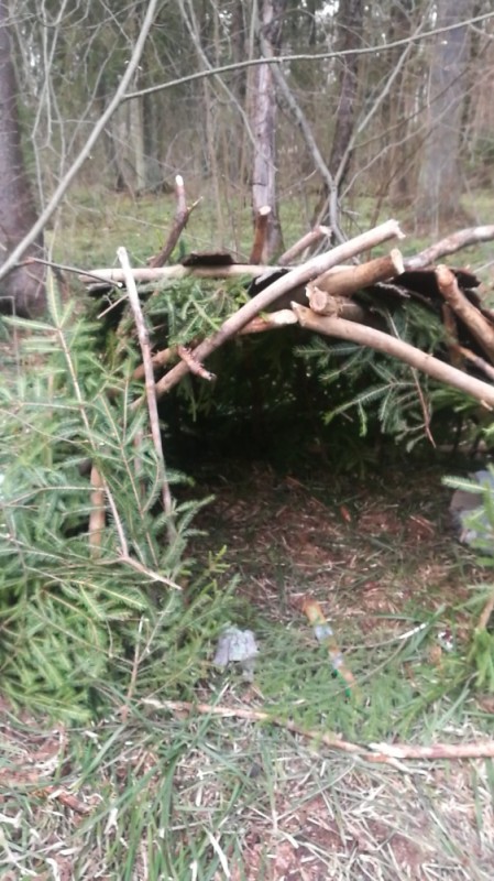 Create meme: bear den, A fox has dug a deep hole in the pine forest., a tent in the woods