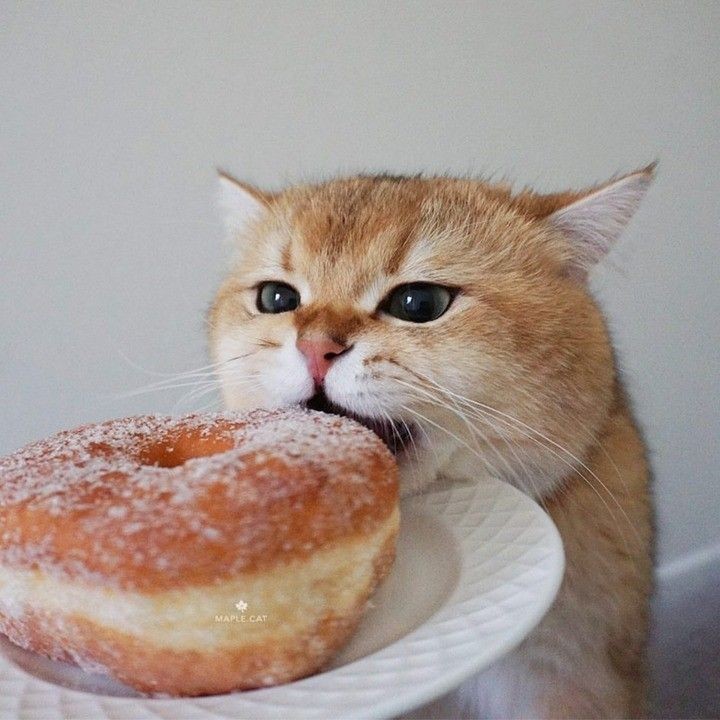 Создать мем: котики, животные милые, котик завтракает