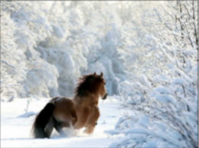 Создать мем: horses in snow, кони зимой, лошадь