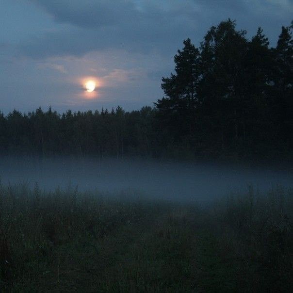 Create meme: in the forest at night, moonlit night , sunset at night