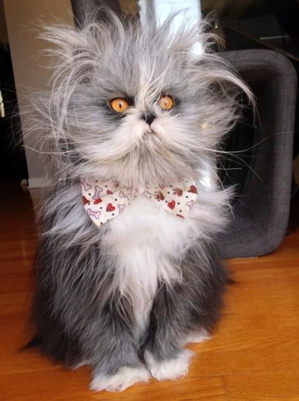 Создать мем: лохматая кошка, персидская кошка, атчум персидский кот
