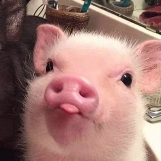 Создать мем: свинья милая, свинка смешная, смешные мини пиги