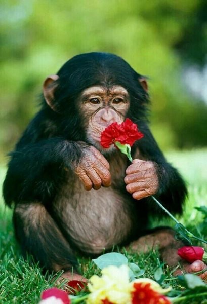 Создать мем: обезьяны шимпанзе, обезьяна, шимпанзе смешные