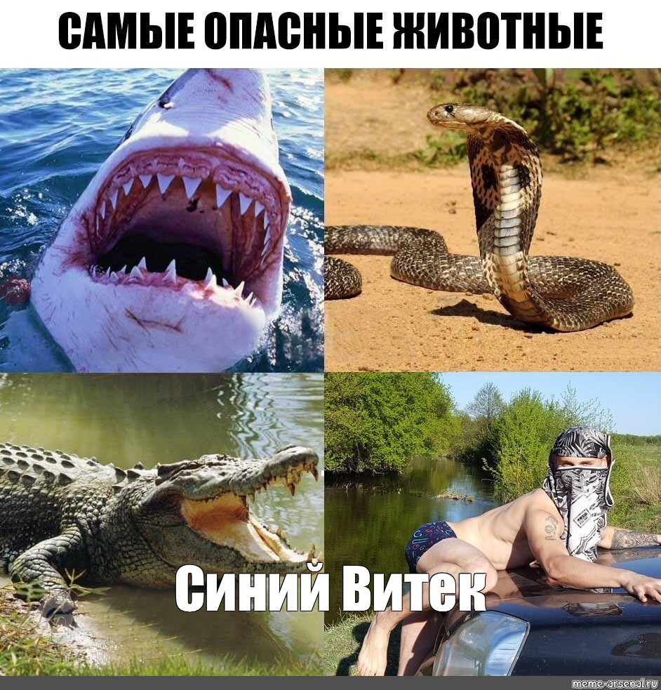 Включи видео самых опасных