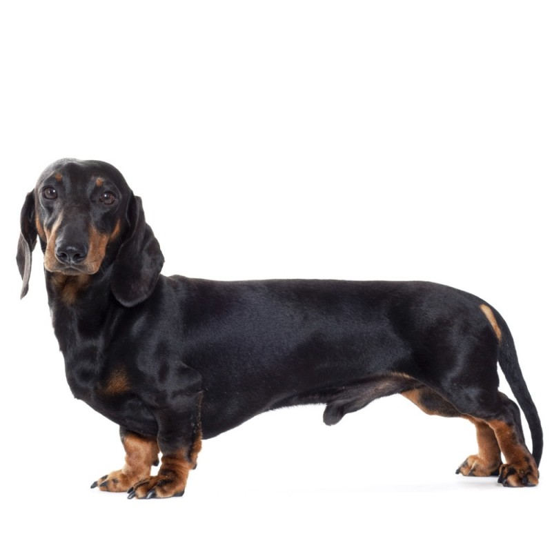 Create meme: breed Dachshund, Dachshund dog, the smooth-haired Dachshund 