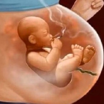 Create meme: fetus in the womb, the fetus of pregnancy, The fetus is 30 weeks pregnant