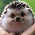 Create meme: hedgehogs animals