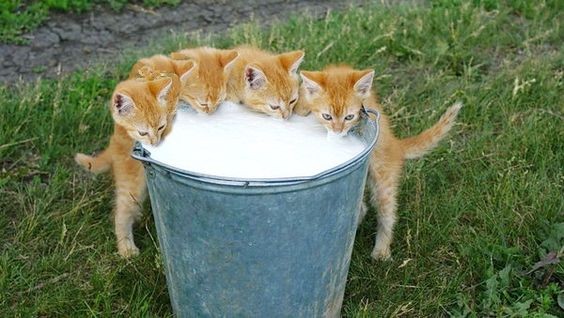 Создать мем: кот молоко, котята ведро молоко, кот в молоке