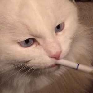 Create meme: sad cat with a cigarette, meme cat , smoking cat