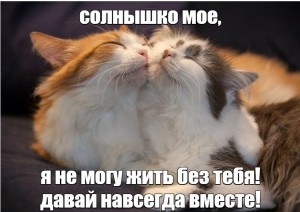 Создать мем: кошки обнимашки, обнимающиеся котики, кошка