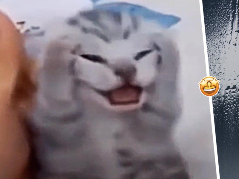 Create meme: cat , cat yells meme, screaming cat 