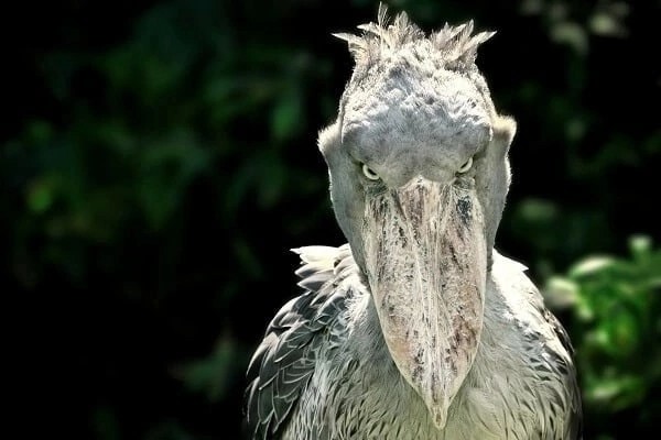 Create meme: the shoebill , the shoebill bird, the shoebill Heron Royal