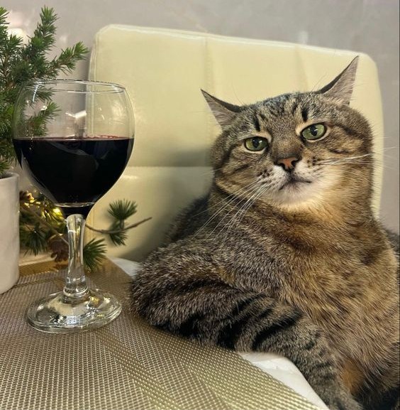 Создать мем: кот, кот с вином, кот с бокалом