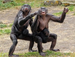 Create meme: bonobos, chimpanzees (common and Bonobo, female bonobos